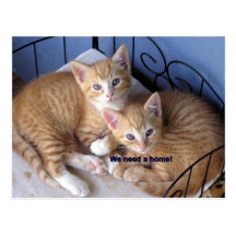 mac-n-chesse post cards