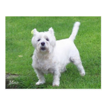 Mac westie post card
