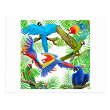 Macaw Jungle Postcard