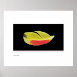 Macaw small feather print