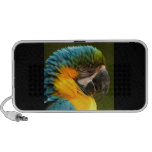 macaw with ruffled feathers laptop speaker