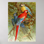 Macaws Poster