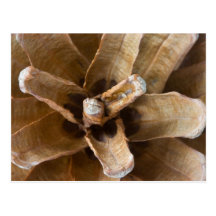 Macro Photo Of A Pine Cone Postcard