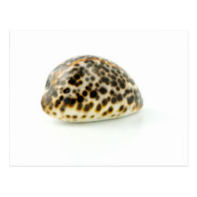 Macro Photo Of A Seashell 4 Post Card