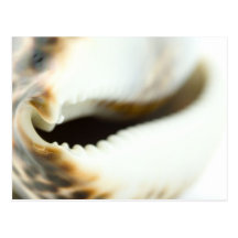 Macro Photo Of A Seashell Post Card