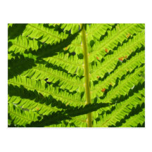 Macro Photo Of Fern 3 Post Card
