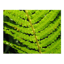 Macro Photo Of Fern 4 Post Cards
