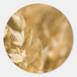 Macro Photo Of Yellow Grain Stickers