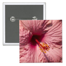 Macro Pink Hibiscus Flower
