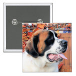 Mae - Saint Bernard Photo-6 Pins