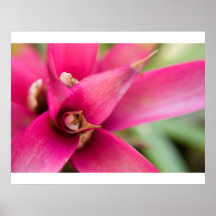 Magenta Flaming Sword Bromeliad Plant Poster
