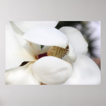 Magnolia Poster