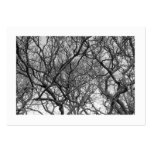 Magnolia Tree Branches B&W (Bordered) Business Cards