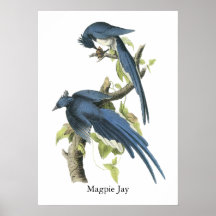 Magpie Jay, John Audubon Print