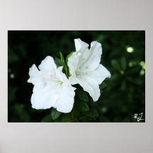 Maid of Honour Posters