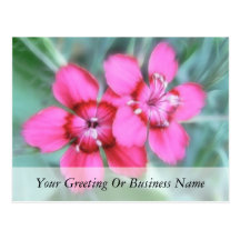 Maiden Pinks Post Card