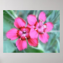Maiden Pinks Poster