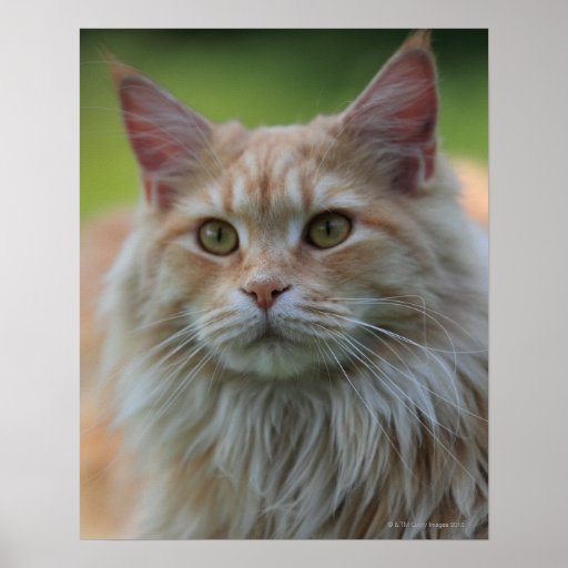 Main coon cat poster