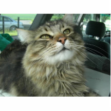 Maine Coon kitty Photo Cutouts