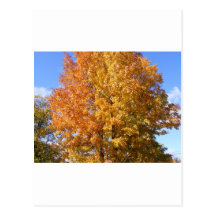 Maine Foliage Postcards