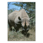 Majestic Rhino Cards