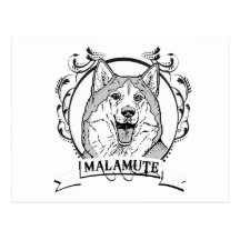 MALAMUTE POST CARD
