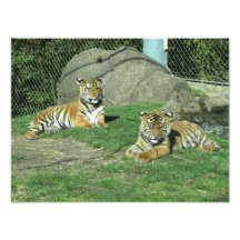 Malayan and Sumatran Tiger Cubs Photo Print