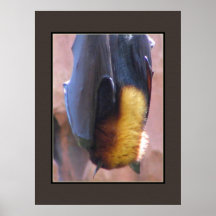 Malayan Flying Fox Bat Print