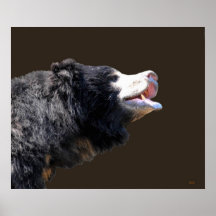 Malayan Sun Bear Posters