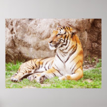 Malayan Tiger 4 Print