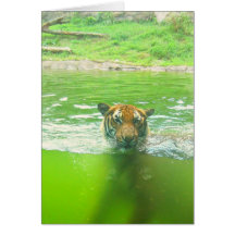Malayan Tiger Cards