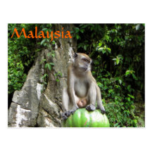 Malaysian Monkey Postcard