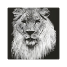 Male African Lion in Black and White Wrapped Canva Gallery Wrapped Canvas