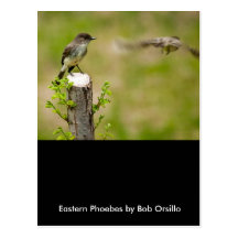 Male and Female  Eastern Phoebes Postcards