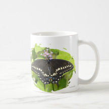Male Black Swallowtail Butterfly Mug