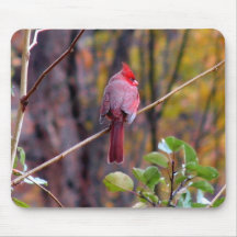 Male Cardinal Mousepad