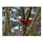Male Cardinal Playing Funny Post Card