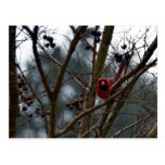 Male Cardinal still Playing Funny Post Cards