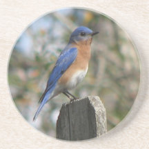 Male Eastern Bluebird Coasters