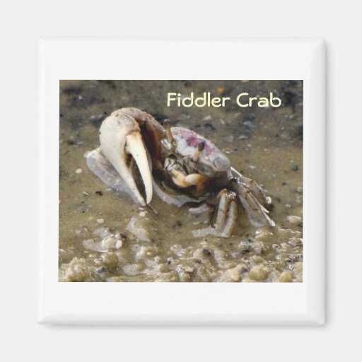 Male Fiddler Crab Fridge Magnets