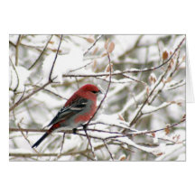 Male Grosbeak Card
