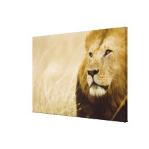 Male lion (Panthera leo) portrait, Masai Mara Gallery Wrapped Canvas