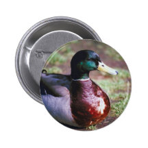 Male Mallard Buttons