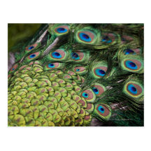 Male peacock (Pavo cristatus) displaying tail Post Card