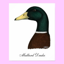Mallard Drake Head posters