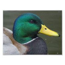 Mallard duck photograph