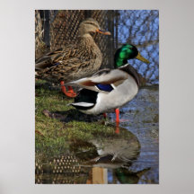 Mallard Ducks In The Back Yard Poster
