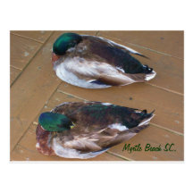 Mallard Ducks laying on the dock Postcards