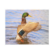 Mallard Gallery Wrapped Canvas