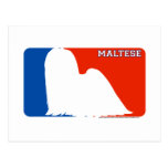 Maltese Major League Dog Postcard